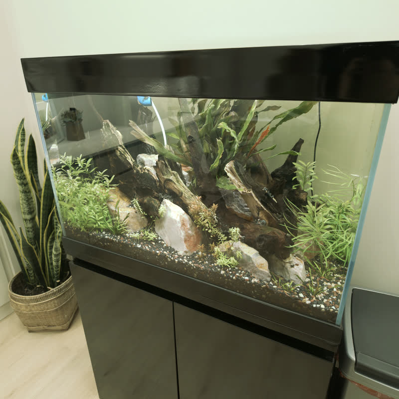 Planted freshwater aquarium with driftwood, river stones and live green plants