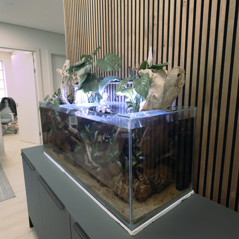Close-up of the planted aquarium showing small fish, driftwood and live plants under soft lighting